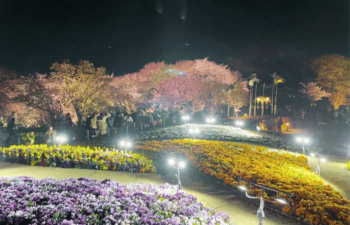 「夜の庭園でライトアップされた花畑。紫・黄色・白の花々が光に照らされ、奥には桜の木が満開に咲いている。多くの人が夜桜を楽しんでいる幻想的な風景。」